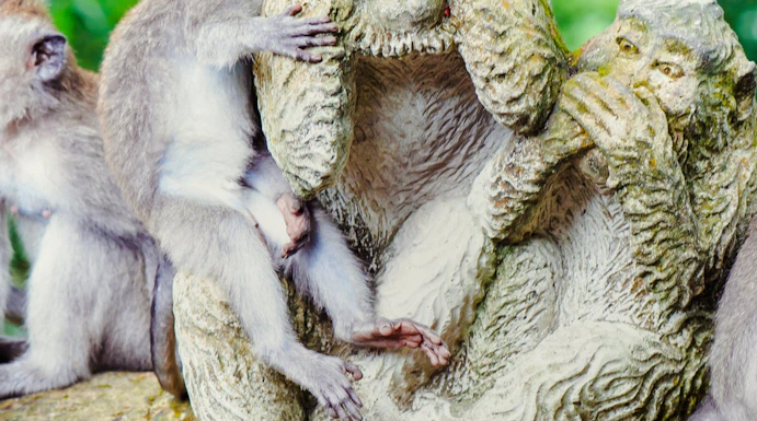 Monkeys interacting with a stone statue in Sacred Monkey Forest, Bali.