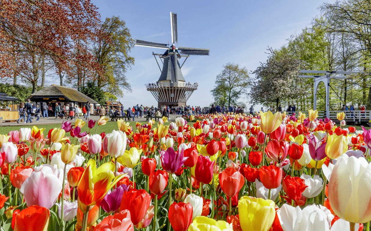 Windmill and colorful tulips at Keukenhof Gardens, Netherlands.