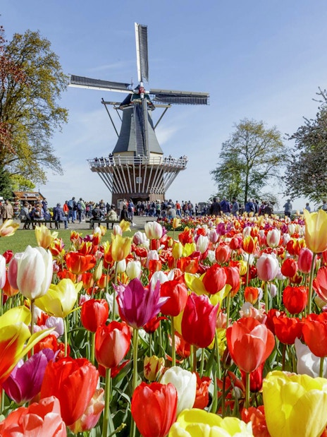 Windmill and colorful tulips at Keukenhof Gardens, Netherlands.