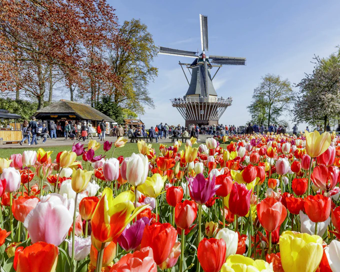 From Amsterdam: Keukenhof Expert Guided Tour with Round-Trip Transfers