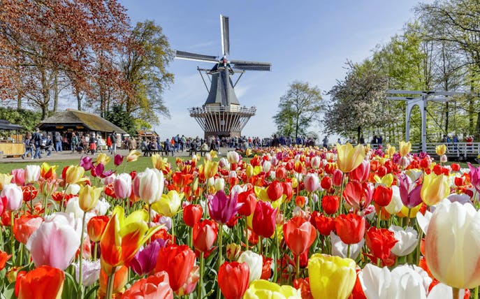 Windmill and colorful tulips at Keukenhof Gardens, Netherlands.