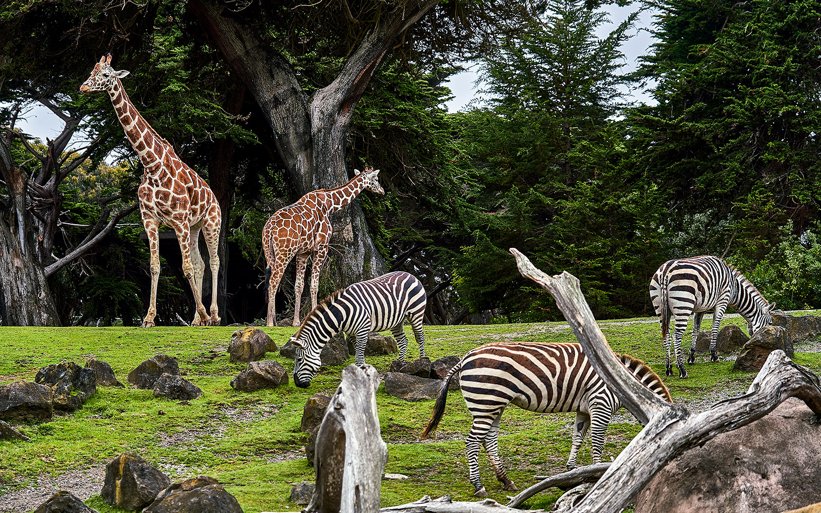 madrid zoo aquarium biglietti