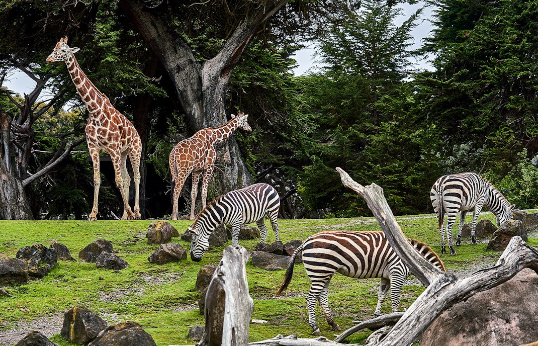 Zoo Aquarium Madrid tickets