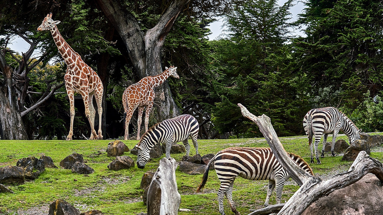 Bioparc Valencia besuchen