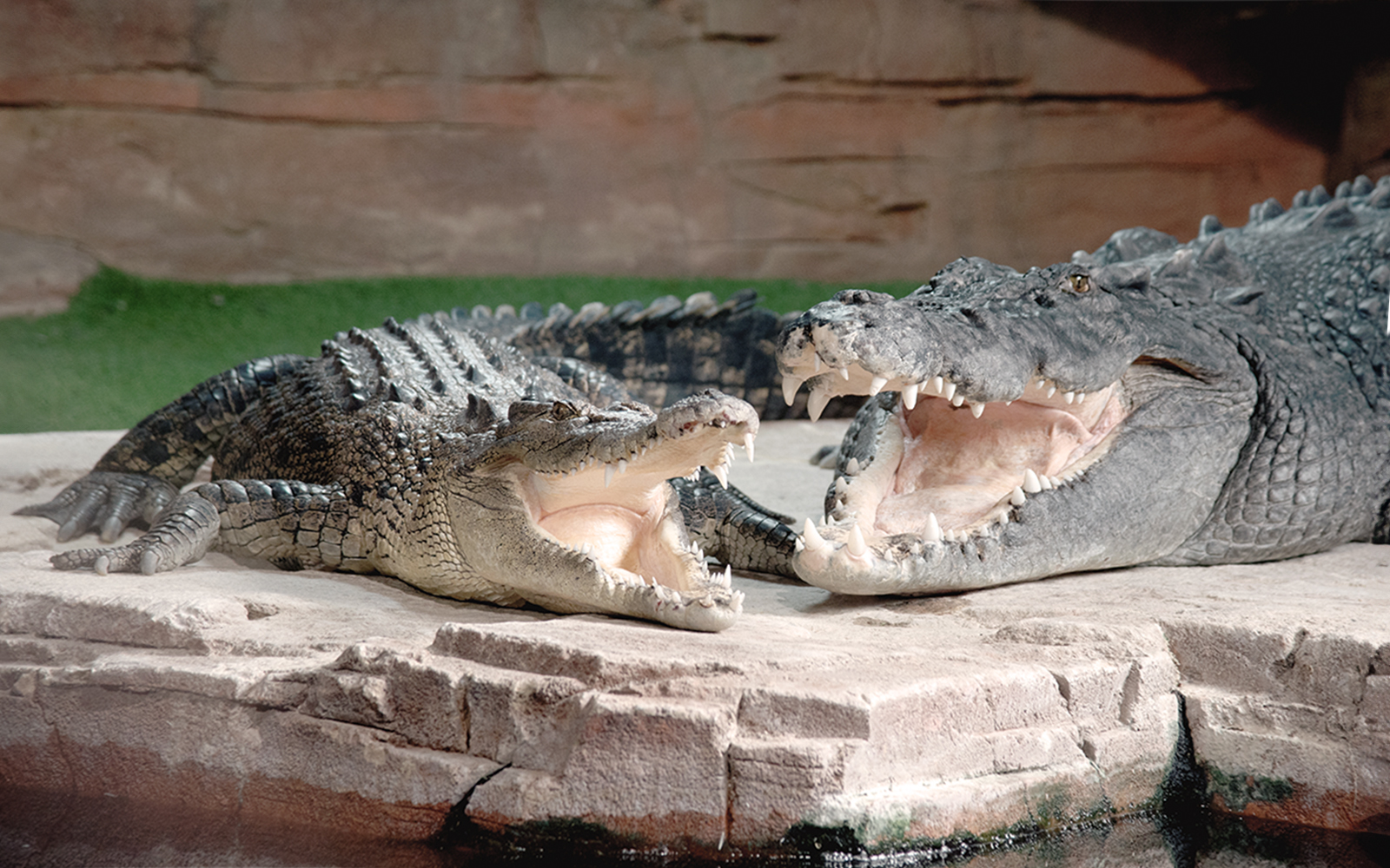 Crocodiles with open mouths at Ballarat Wildlife Park, Melbourne.