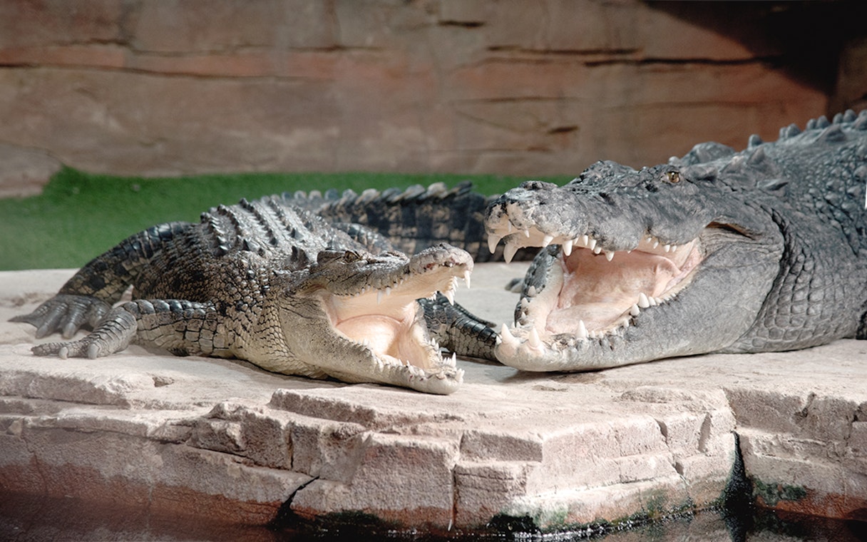 Crocodiles with open mouths at Ballarat Wildlife Park, Melbourne.