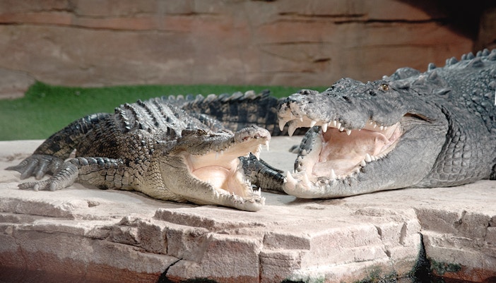 Crocodiles at Ballarat Wildlife Park in Melbourne
