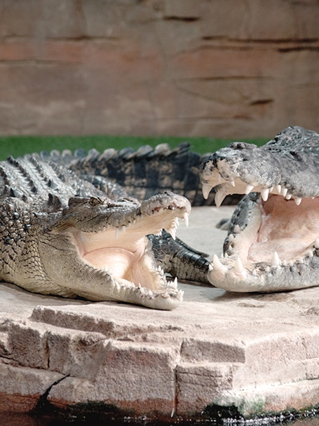 Crocodiles with open mouths at Ballarat Wildlife Park, Melbourne.