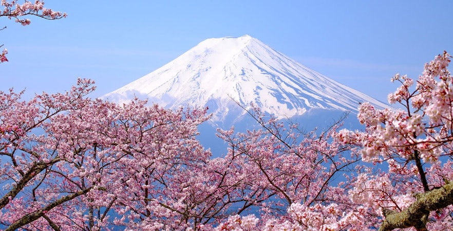 Kirsebærblomstrende ture i Japan