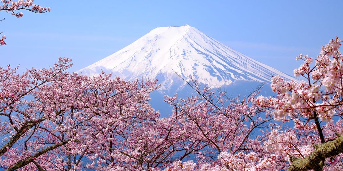 Cherry Blossom Tours in Japan