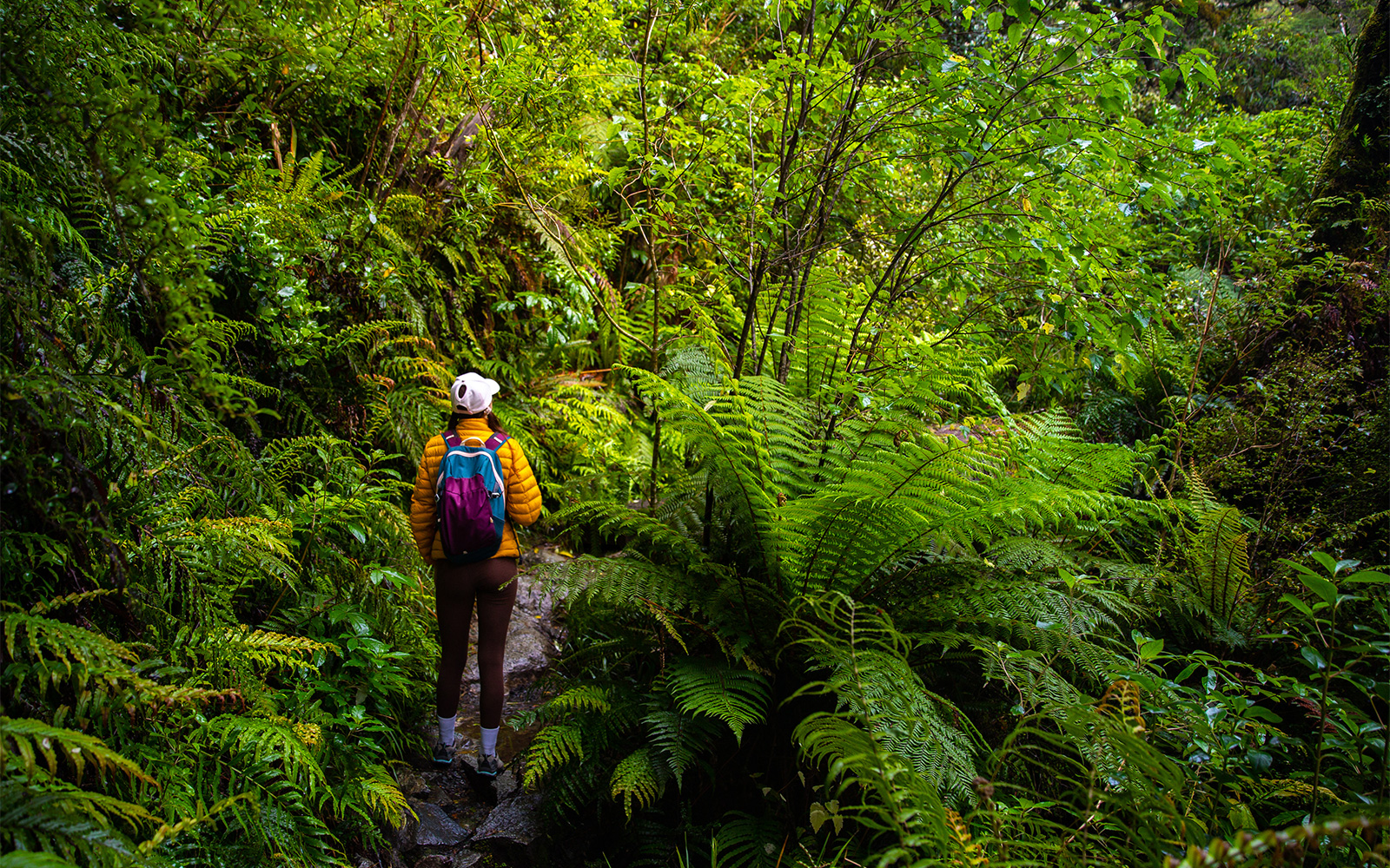 Hiker girl walking through dense rainforest with native plants in fiordland national park, famous track near milford sound
