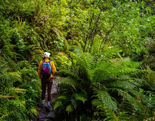 Hiker girl walking through dense rainforest with native plants in fiordland national park, famous track near milford sound