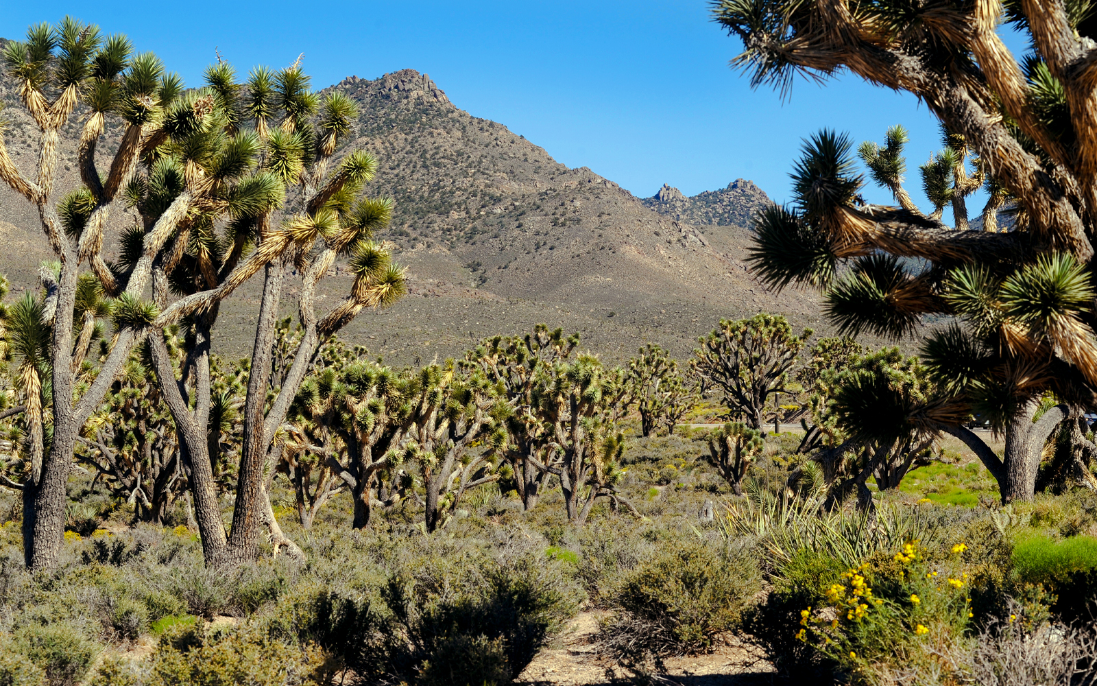 Bosque del Árbol de Josué