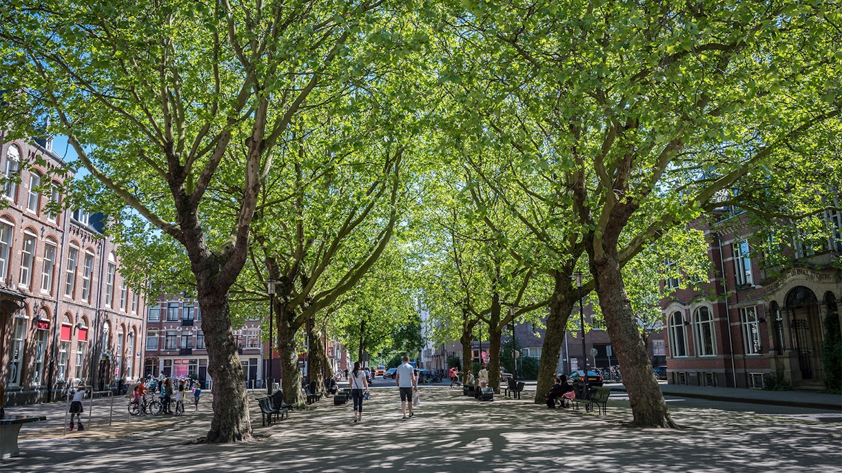 Leafy residential street in Amsterdam East with traditional Dutch houses and bicycles.