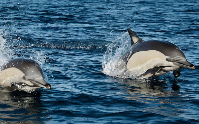 Dolphins swimming in the ocean near Madeira during a speedboat tour.