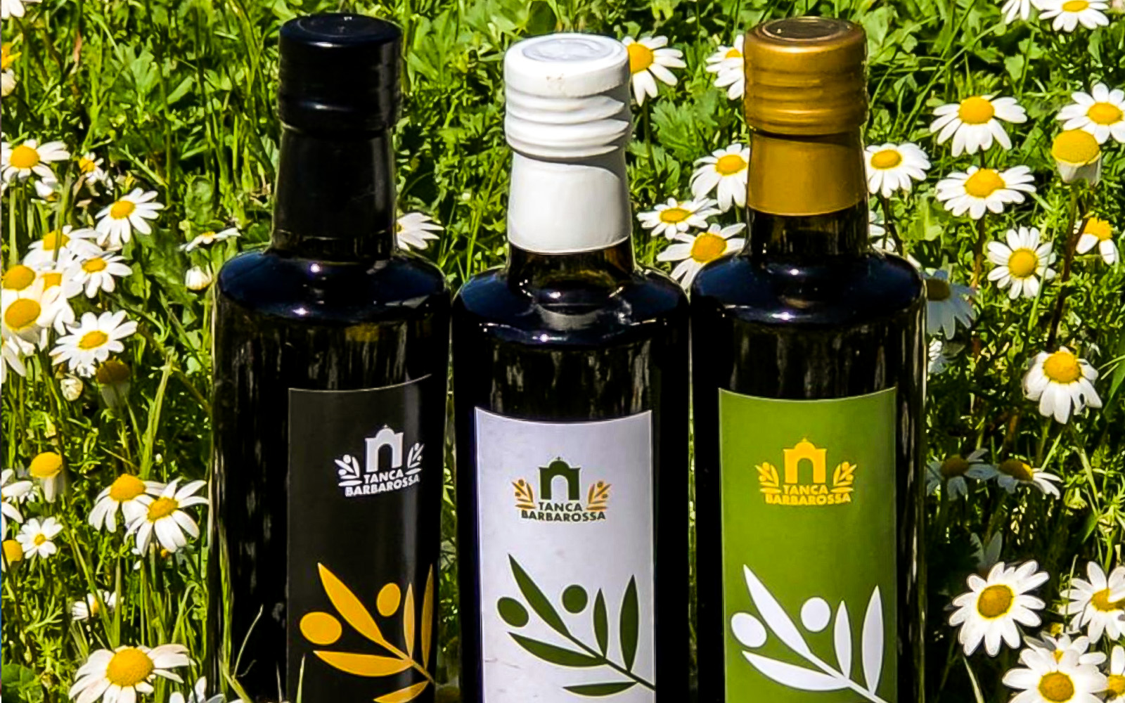 2-Hour Guided Olive Oil Tasting Tour in Oristano