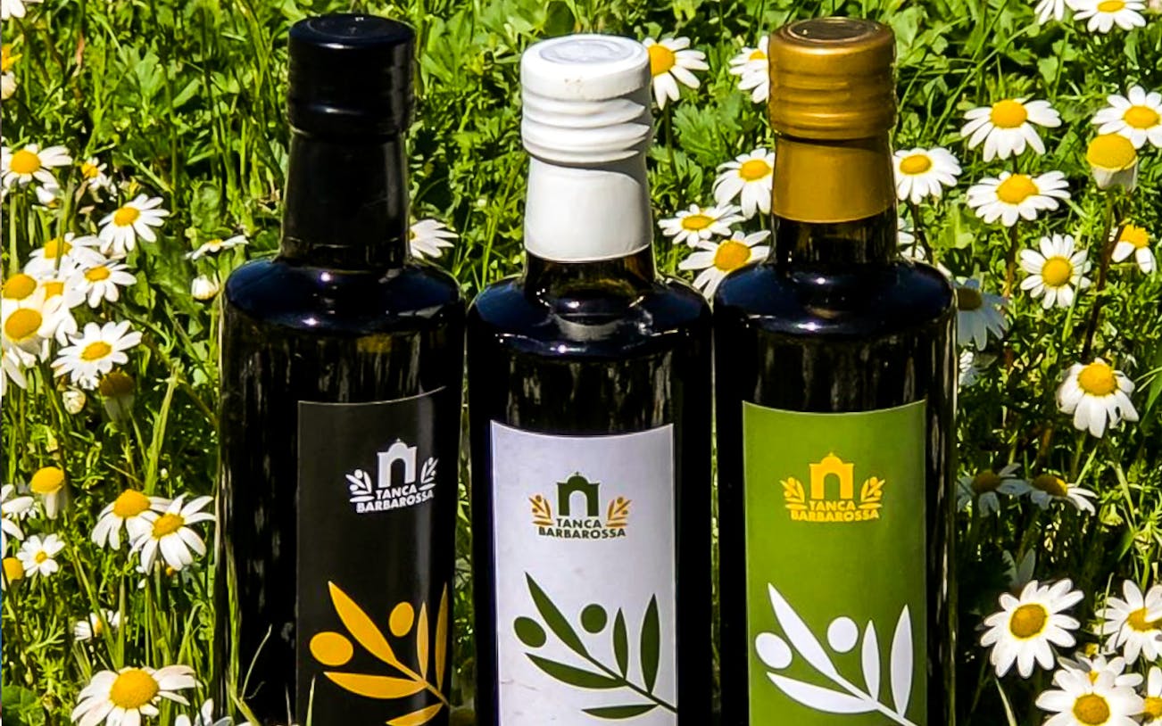 Three bottles of olive oil with Tanca Barbarossa labels in a field of daisies, Oristano.