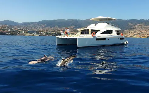 Dolphins swimming near a boat on a whale watching cruise with coastal city view.