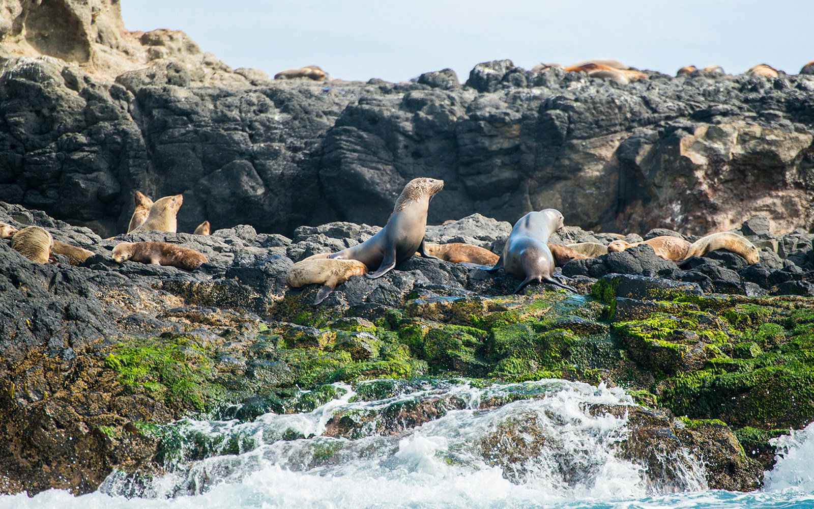 Seals on Seal Rocks, Phillip Island