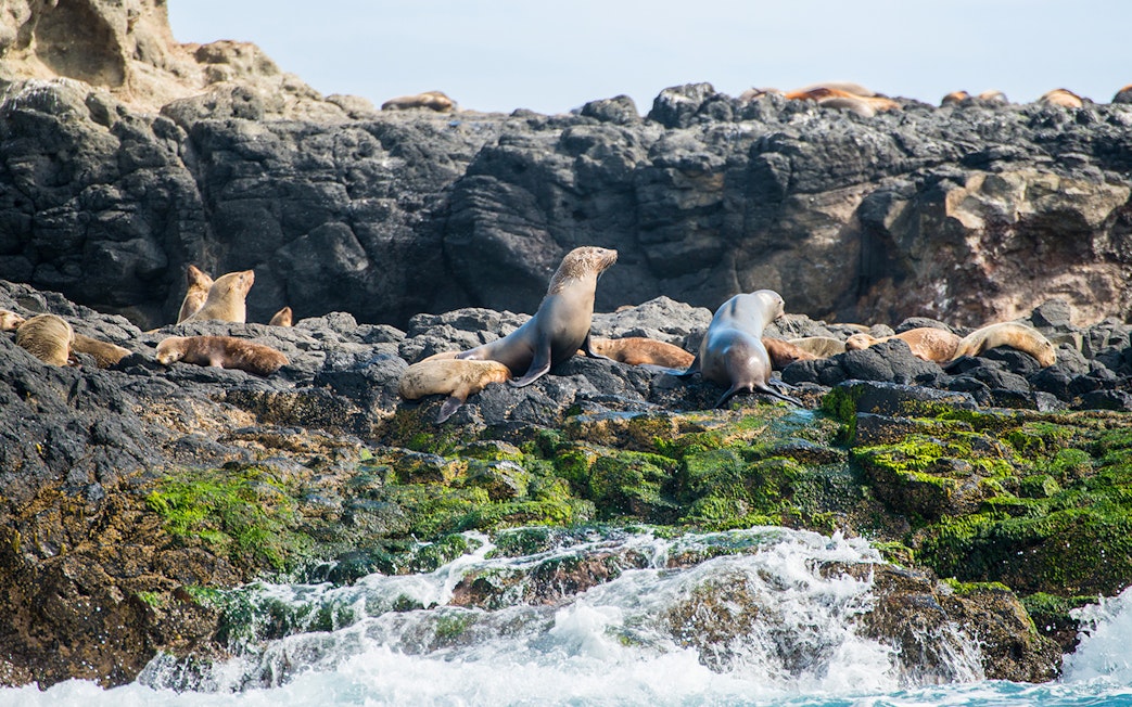 Seals resting on rocky shore at Seal Rocks, Phillip Island.