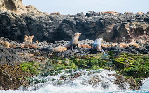 Seals resting on rocky shore at Seal Rocks, Phillip Island.