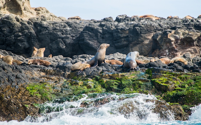 Seals resting on rocky shore at Seal Rocks, Phillip Island.