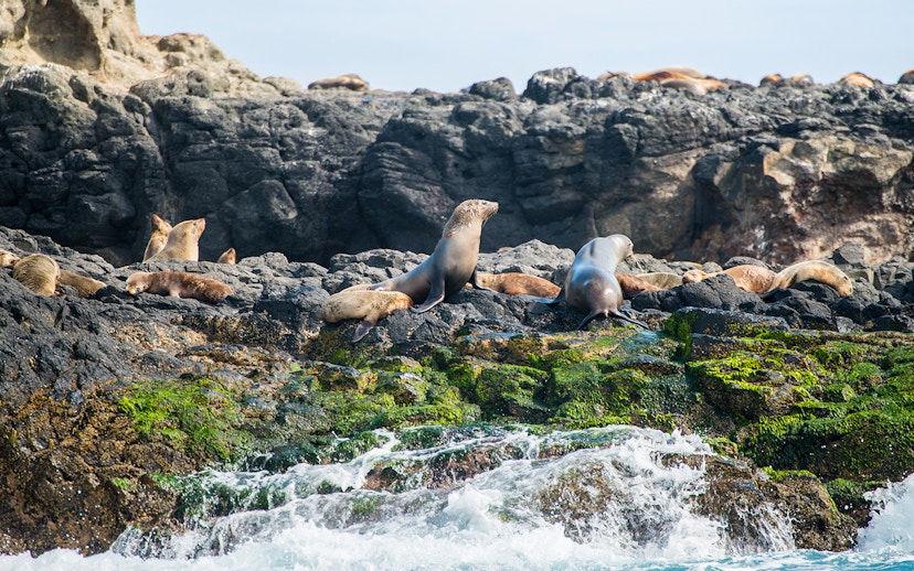 Seals resting on rocky shore at Seal Rocks, Phillip Island.