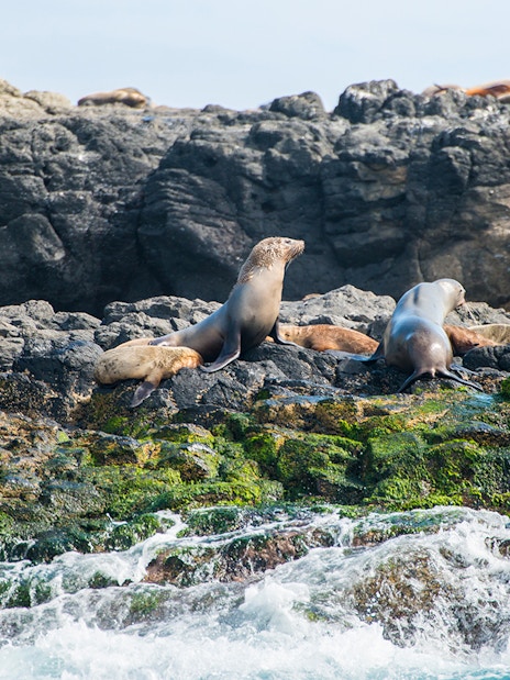 Seals resting on rocky shore at Seal Rocks, Phillip Island.