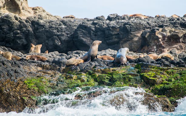 Seals resting on rocky shore at Seal Rocks, Phillip Island.