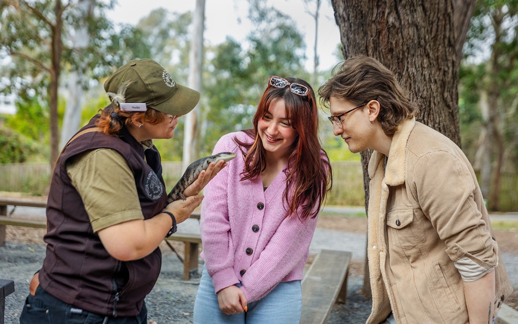 Expert guide showing a reptile to tourists at Lone Pine Koala Sanctuary.