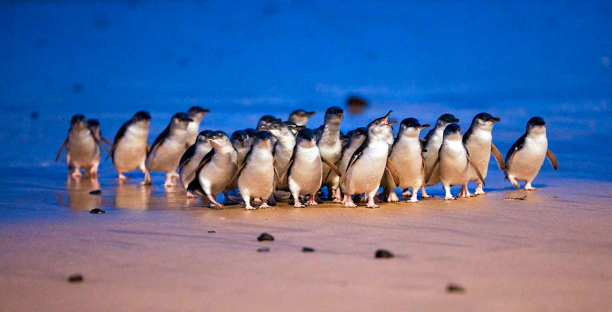 Penguins gathering on the beach during the Phillip Island penguin parade.