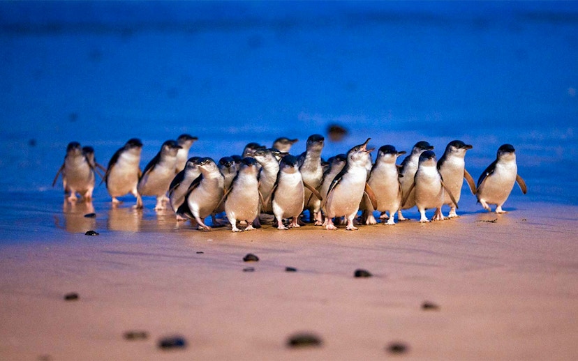 Penguins gathering on the beach during the Phillip Island penguin parade.