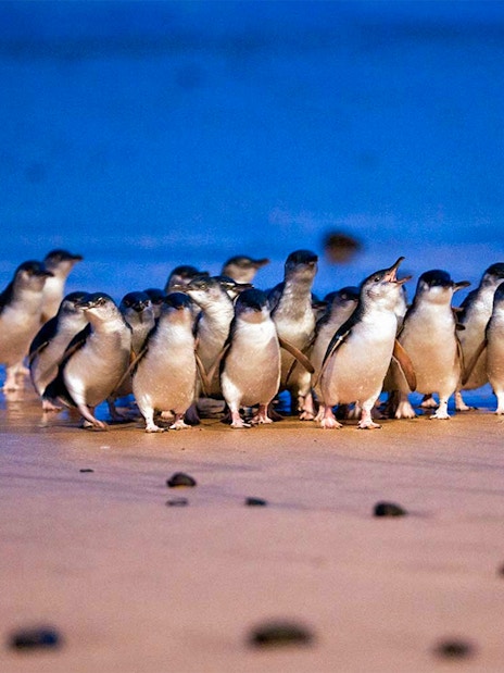 Penguins gathering on the beach during the Phillip Island penguin parade.