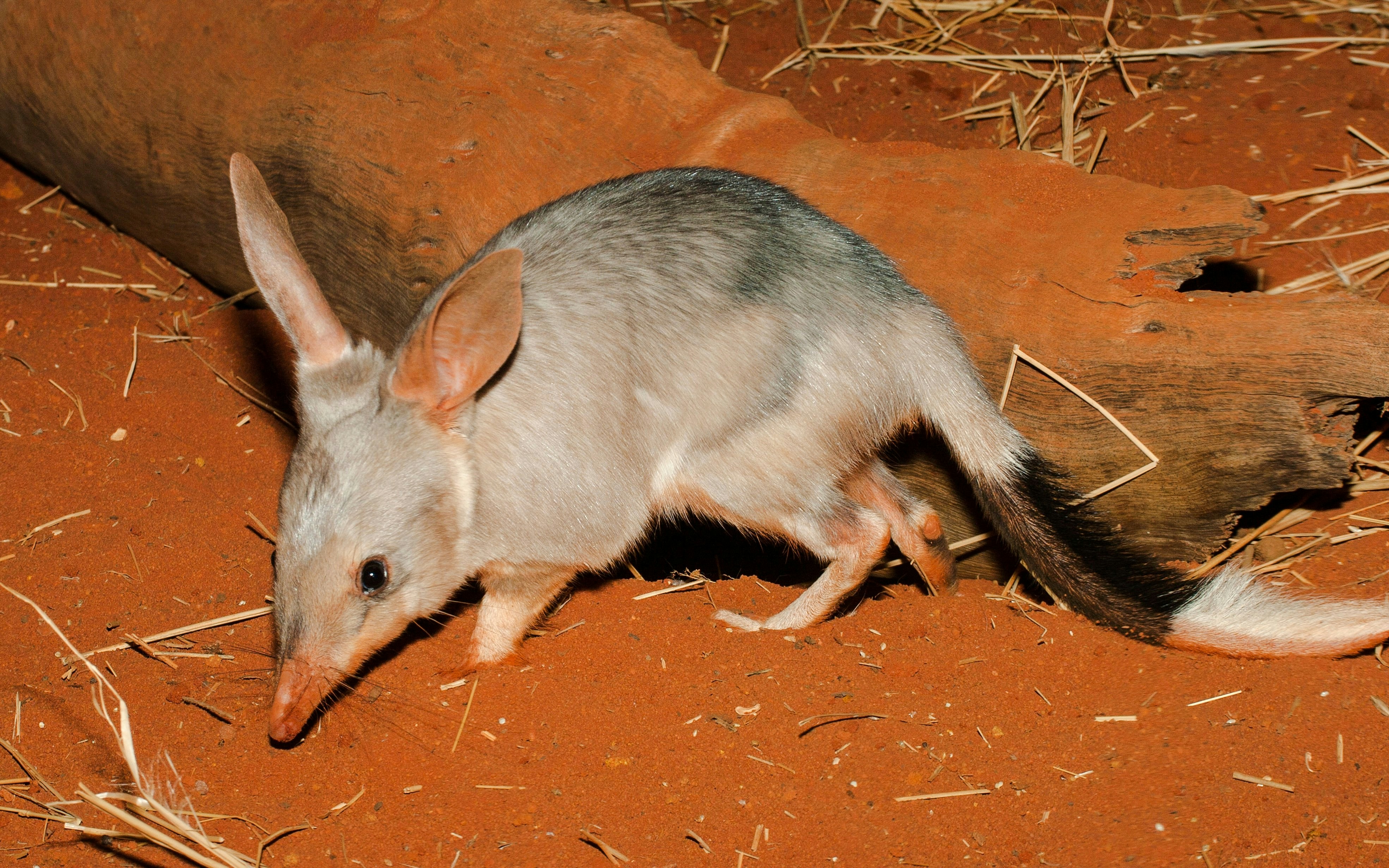 Bilby on red soil near a log in a captive environment.