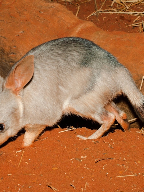Bilby on red soil near a log in a captive environment.