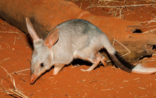Bilby on red soil near a log in a captive environment.