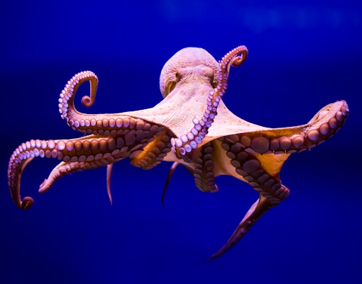 Giant Pacific Octopus