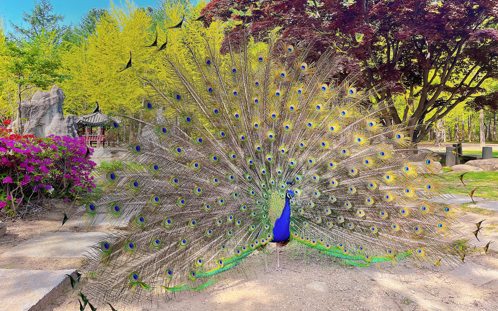 Peacock displaying feathers on Nami Island, South Korea, with colorful foliage in the background.