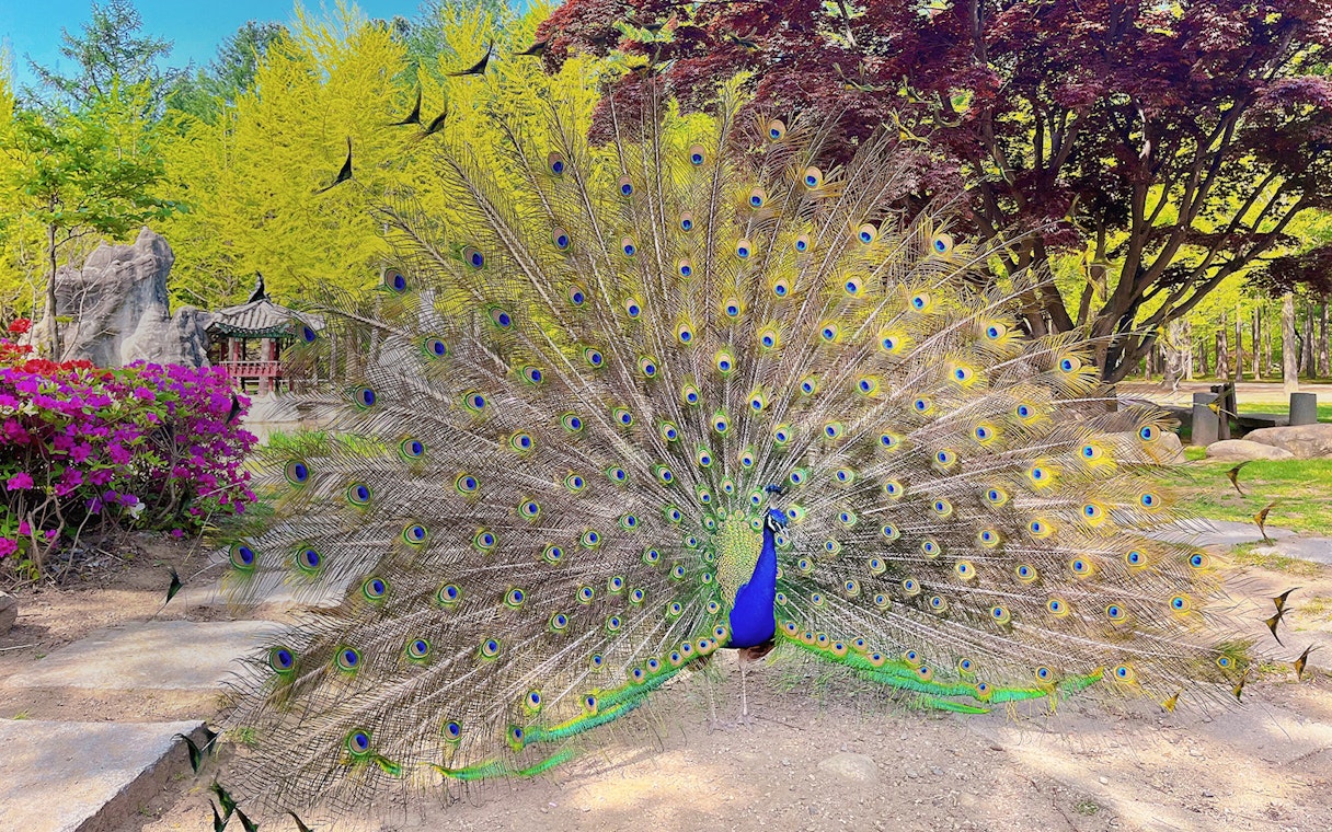 Peacock displaying feathers on Nami Island, South Korea, with colorful foliage in the background.