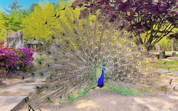 Peacock displaying feathers on Nami Island, South Korea, with colorful foliage in the background.