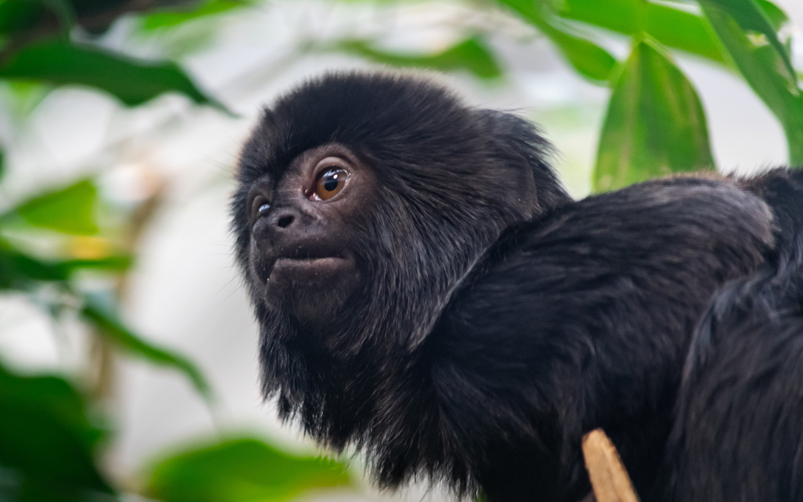 Zoo Barcelona Tickets online