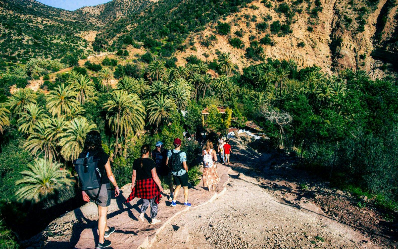 Hikers walking through lush palm trees in Paradise Valley.
