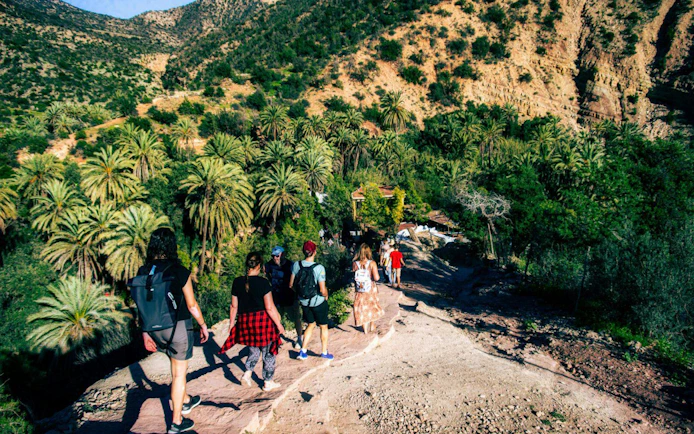 Hikers walking through lush palm trees in Paradise Valley.