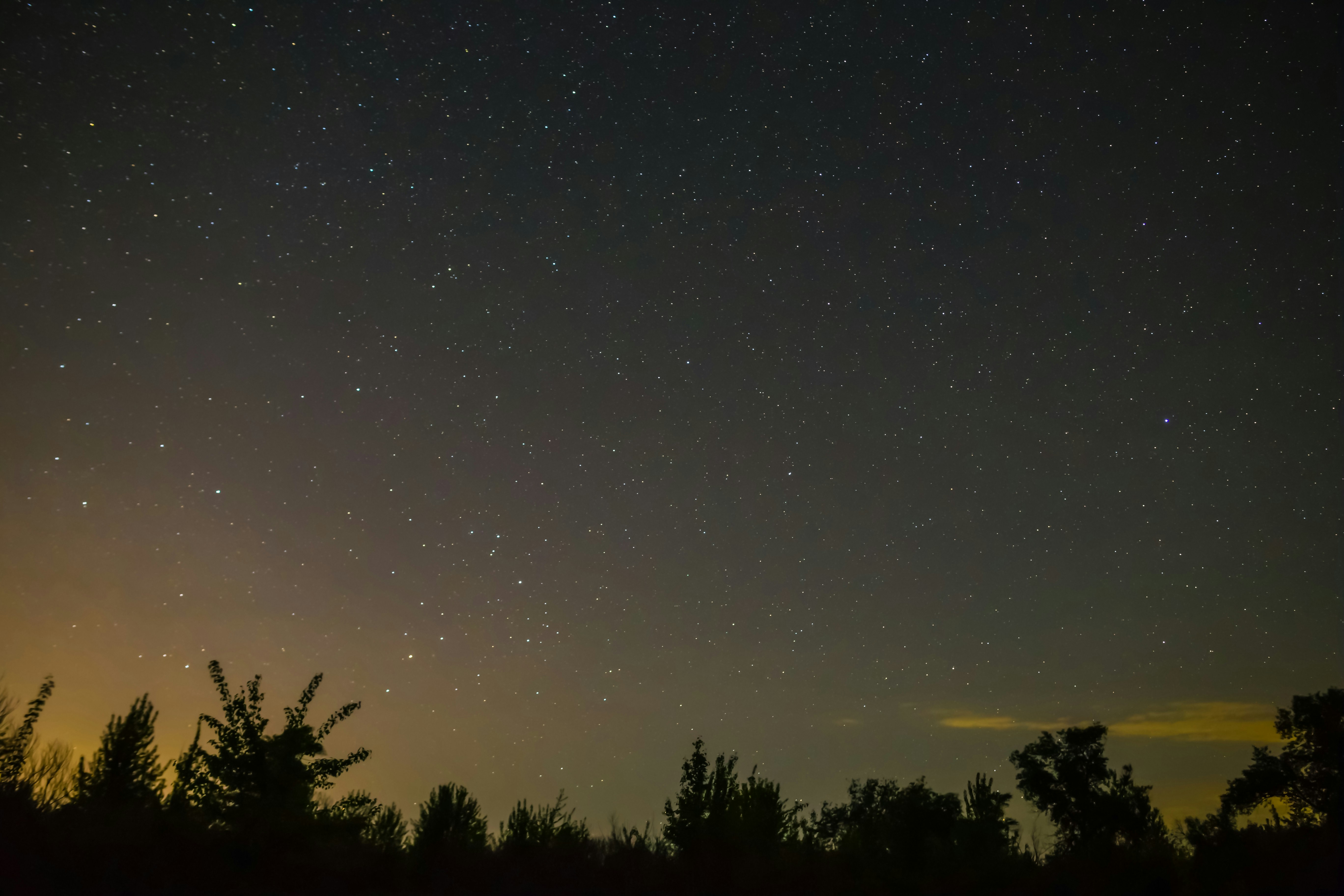 Night sky filled with stars over sawgrass