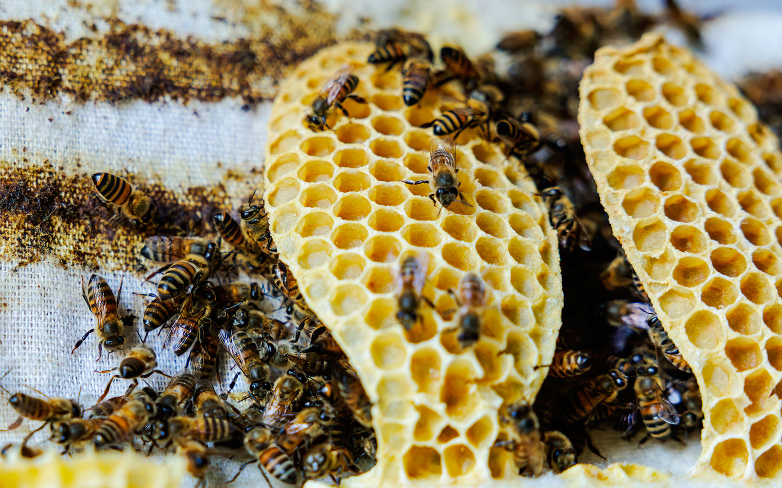 Bees on honeycomb during beekeeping experience at Terra, Expo City Dubai.
