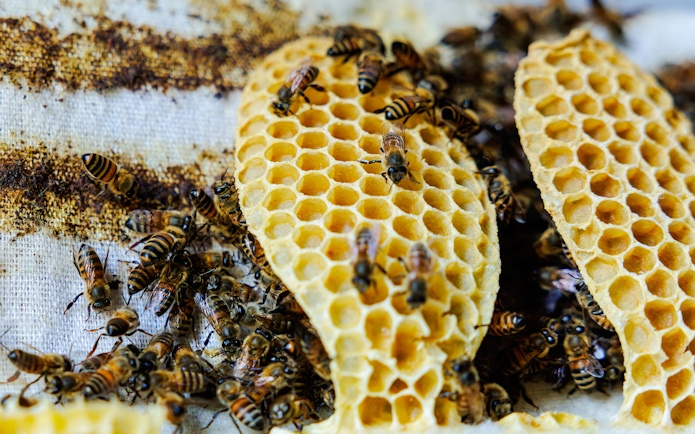 Bees on honeycomb during beekeeping experience at Terra, Expo City Dubai.