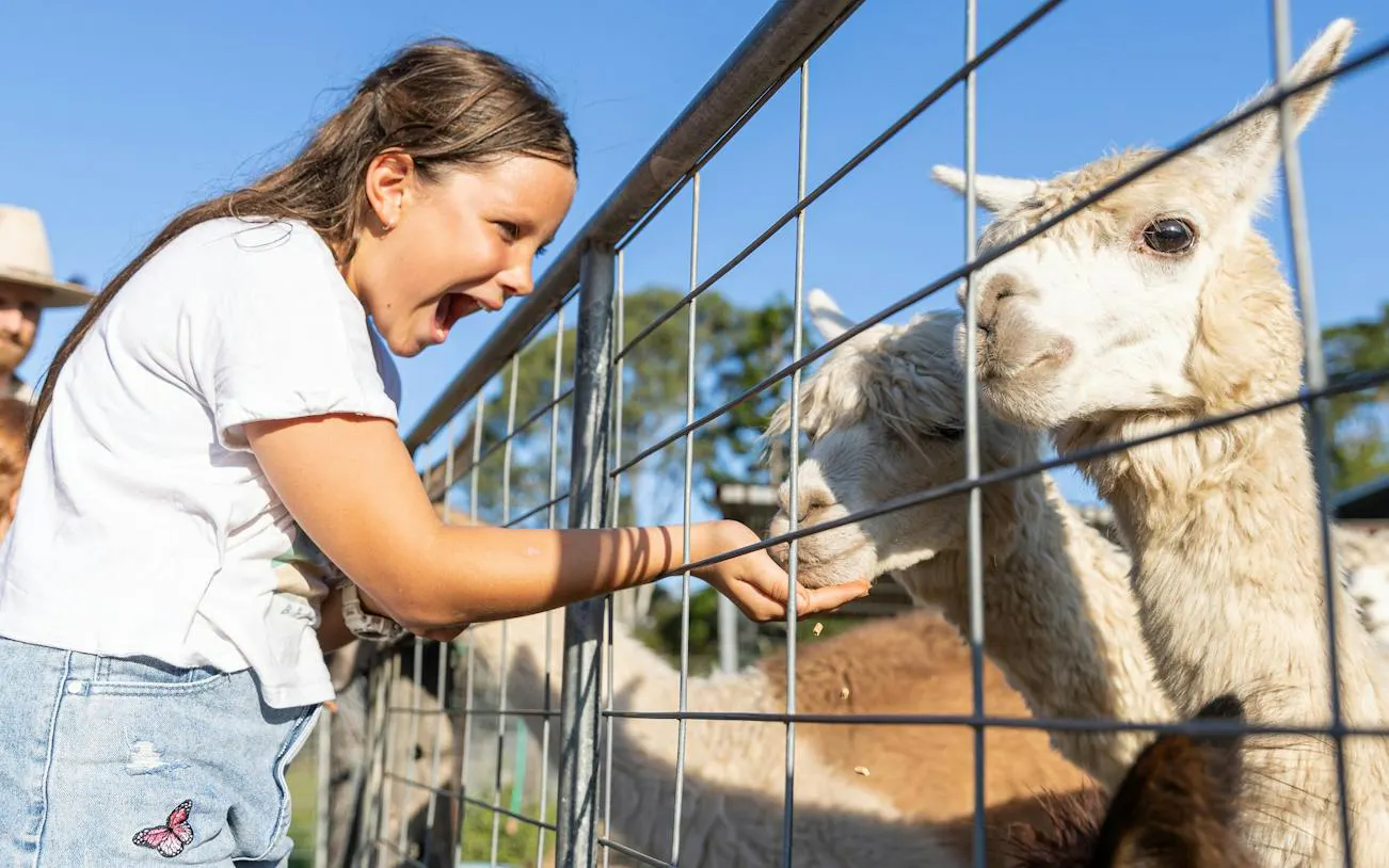 Girl feeding alpacas through a fence on a 2hr Premium Animal Tour, Brisbane.