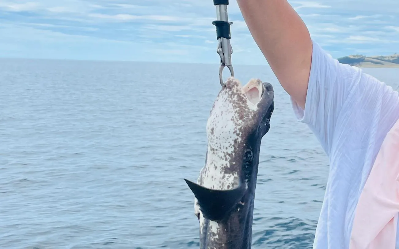 Person holding a freshly caught fish on a Hobart half-day fishing cruise.