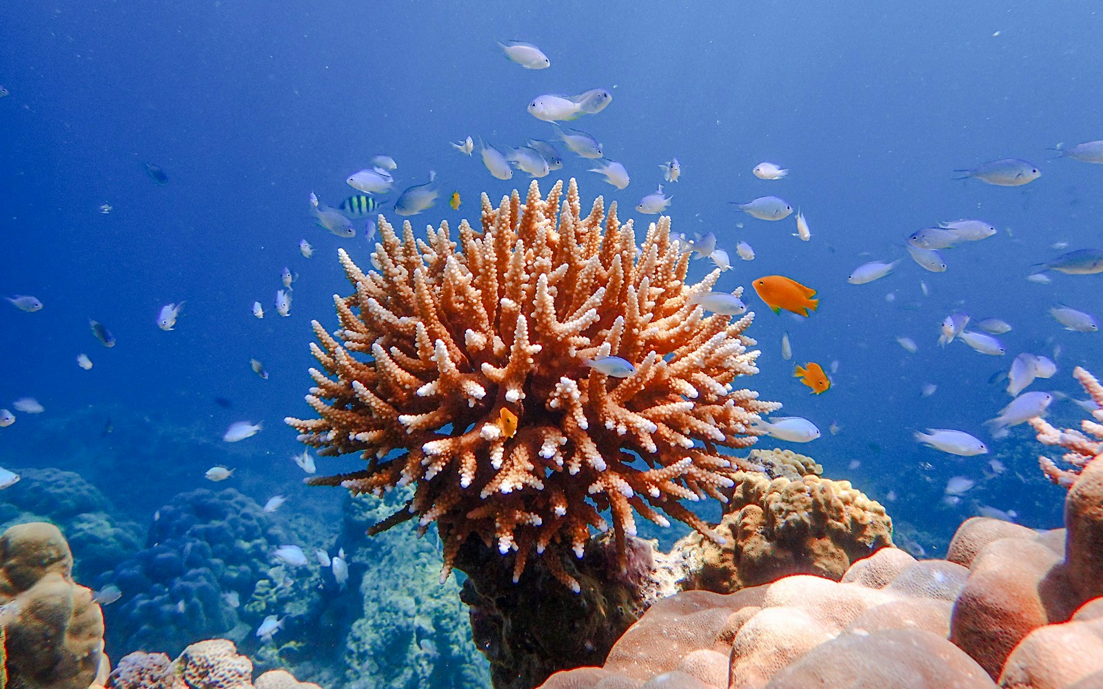 Coral reef and colorful fish at Surin Island, Thailand.