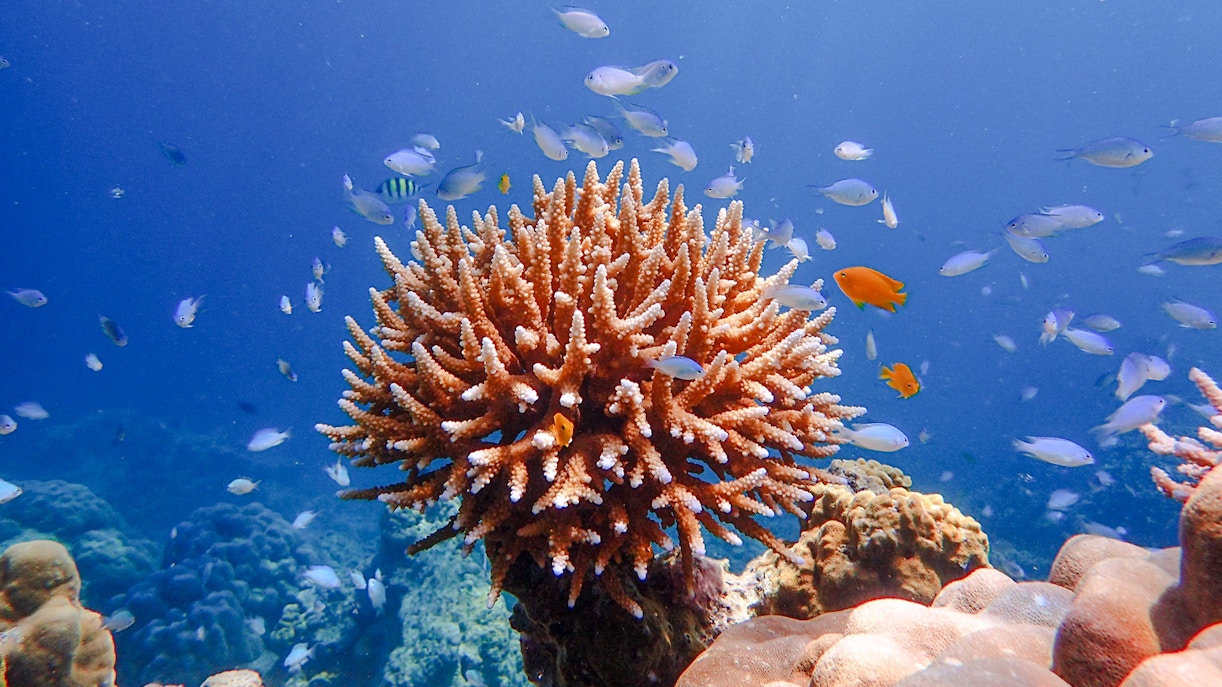 Coral reef and colorful fish at Surin Island, Thailand.